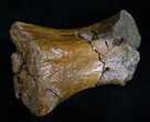 Theropod Metatarsal (Toe Bone) - Two Medicine Formation #13891-1